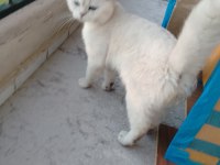 1 çift british shorthair