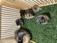 Pomeranian exotic rengi