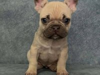 Güzeller Güzeli Minik French Bulldog Yavrumuz