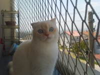 Bir yaşında bir dişi bir erkek kısırlaştırilmamis