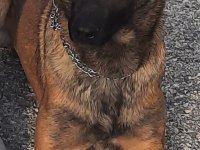 Belgian Malinois Orjinal çok güzel siyah renkleri