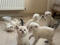 Birbirinden Güzel Scottish Fold Bebeklerimiz