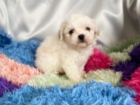 kaymak shih-tzu bebişler (şitsu)