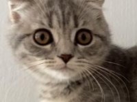 4 nisan doğumlu dişi Scottish fold