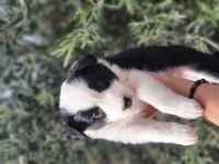 Border collie yavrularımız yeni yuvalarını arıyor