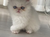 YAVRU KEDİLER