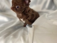 Çikolata chihuahua bebişler