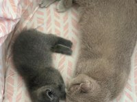 British shorthair kedimiz sahiplendirilecektir