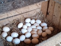 KULUÇKALIK SÜS TAVUĞU YUMURTASI
