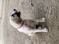 Kangal yavrular var elimde