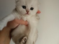 SAFKAN BRİTİSH DİŞİ ERKEK BEBEKLER