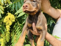 Safkan Doberman Yavrular