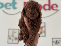 Ruhsatlı çiftlikde ziyarete açık toy poodle yavrular
