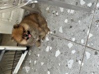 Pomeranian boo ayı surat vasıflı yavrular