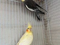 Grey Lutino Sultan Takım