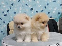 Pomeranian boo yavrular