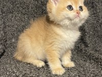 Anne Baba Şecereli Golden Ny12 Safkan British Shorthair