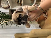 Bakımlı french bulldog yavrular