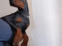A scr Doberman yavruları