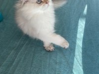 EV ORTAMINDA BÜYÜMÜŞ PREMİUM BRITISH LONGHAIR