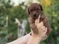 Erkek kuyruksuz kore teacup poodle