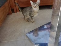 3 aylık dişi tekir yavru