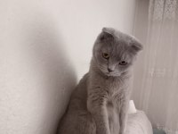 Evcil scottish fold kedimiz