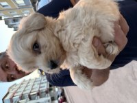 Orjinal Sağlık Ve Irk Garantili Maltipoo
