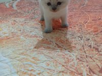 5 adet yavru british shorthair