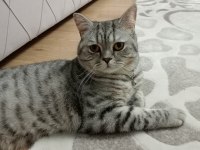 1 yaşında erkek british shorthair