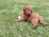 Toy poodle kore kan 3 aylık erkek yavru