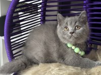 Safkan British Shorthair Yavru