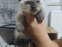 50 Günlük Scottish Fold Bebişler