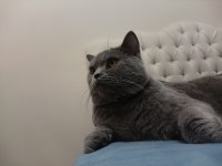 British shorthair kedimize yuva arıyoruz