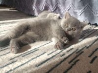 A kalite british shorthair yavru sahiplendirilecek