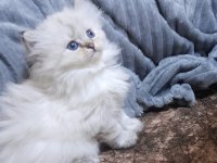 British longhair 2 aylık yavru