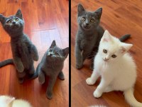 British shorthair sevimli 2 aylık yavrularımız