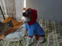 KÖPEĞİMİZ FINDIK KAYIP
