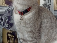 1 yaşında sahibinden british longhair