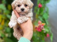 Cinsinin en iyisi maltipoo
