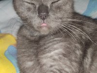 Scottish fold kedim yuva arıyor