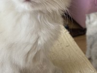 Lynx blue point shorthair ve british longhair bebişler