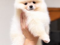DİŞİ POMERANİAN BOO KÖPEĞİ