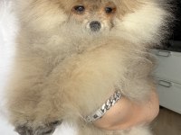 Pomeranian boo harika yavrumuz