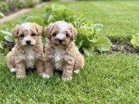 Safkan Korekan Poodle Bebekler