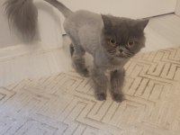 Dişi Chinchilla Cinsi Kedimiz