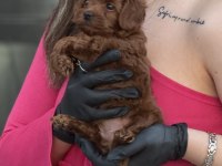 Ankaranın en güzel bebek köpekleri