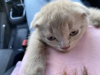 Scottish fold yavru