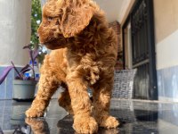 POODLE YAVRU