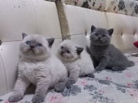 Anne baba yurt dışı kediler formlar muazzam